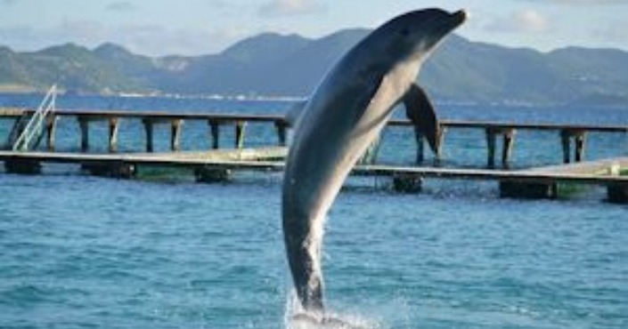 Dolphin Encounter Anguila-St Maarten